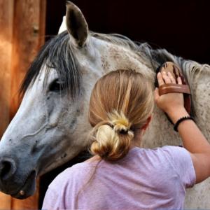 ACM40921 - Certificate IV in Equine Care